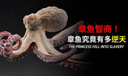 八爪鱼视频,探索无限创意的视觉盛宴